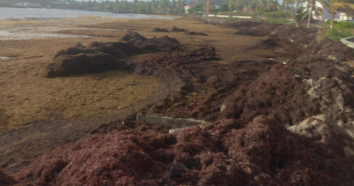     [PHOTOS] Les sargasses n'en finissent plus de manger la côte Atlantique

