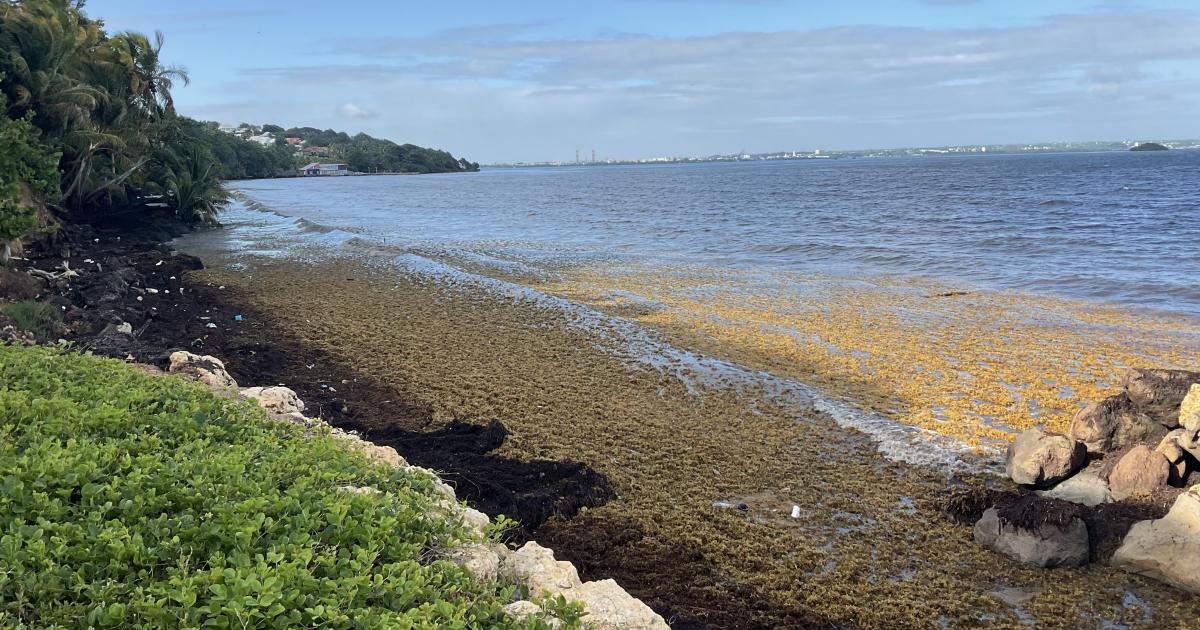     Sargasses : où peut-on se baigner en Guadeloupe?

