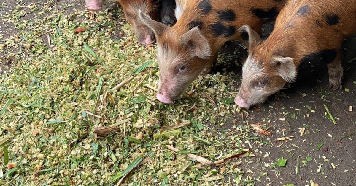     Peste porcine africaine : début de la campagne de prévention et de sensibilisation en Martinique

