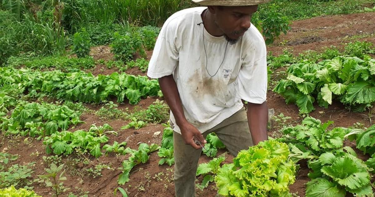     La Ruche qui dit Oui : manger mieux, manger local

