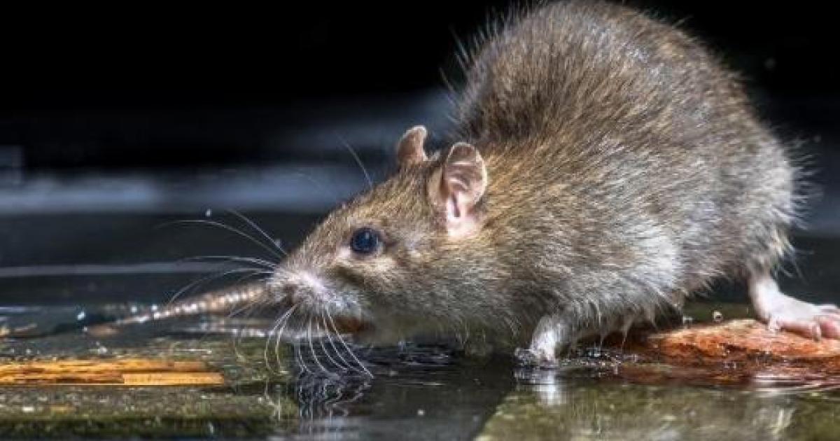     Invasion de rats en Martinique : une campagne collective de lutte est lancée 

