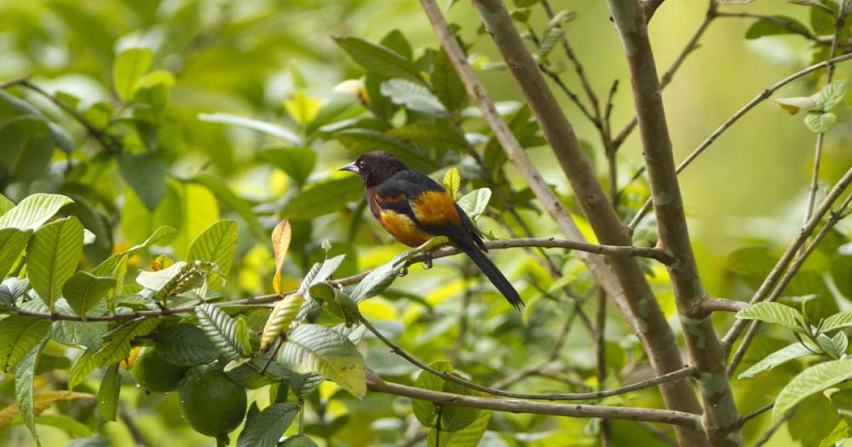     La plateforme Madi Nati recense la biodiversité de la Martinique

