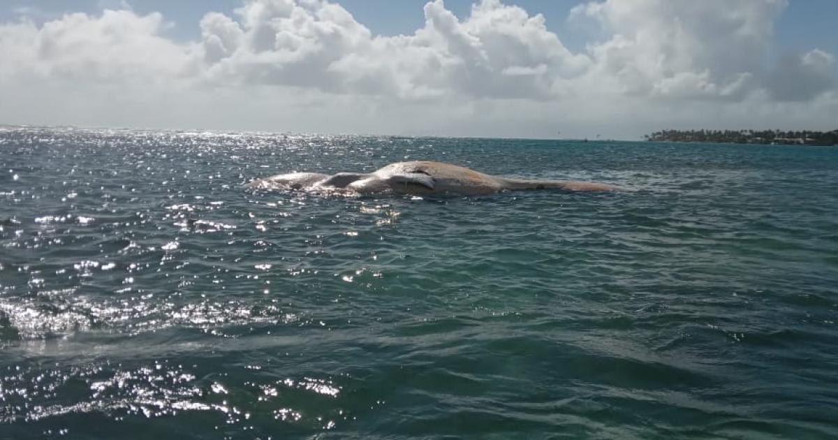     Un cachalot s'est échoué sur la plage du bourg de Sainte-Anne

