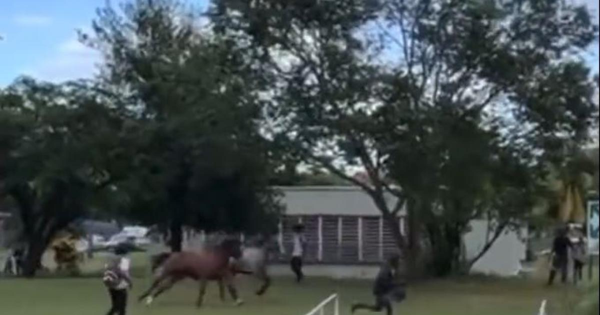     Des chevaux en divagation à la cité scolaire du François

