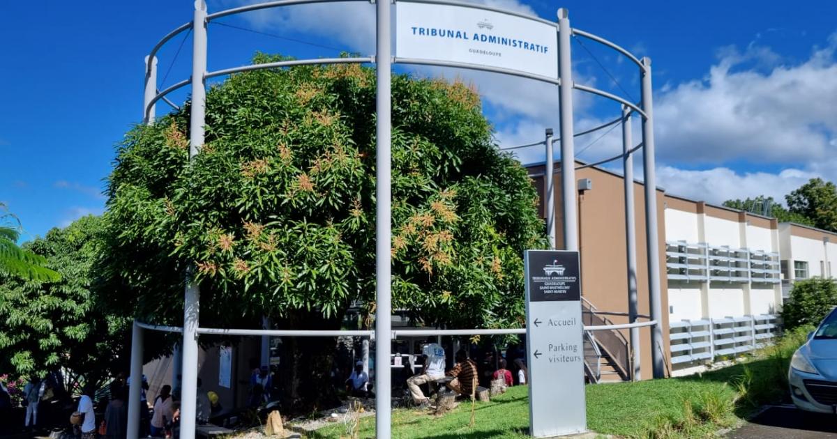     Municipales 2026 : vers la validation des scrutins à Pointe-à-Pitre, Vieux-Fort, Pointe-Noire et Gourbeyre

