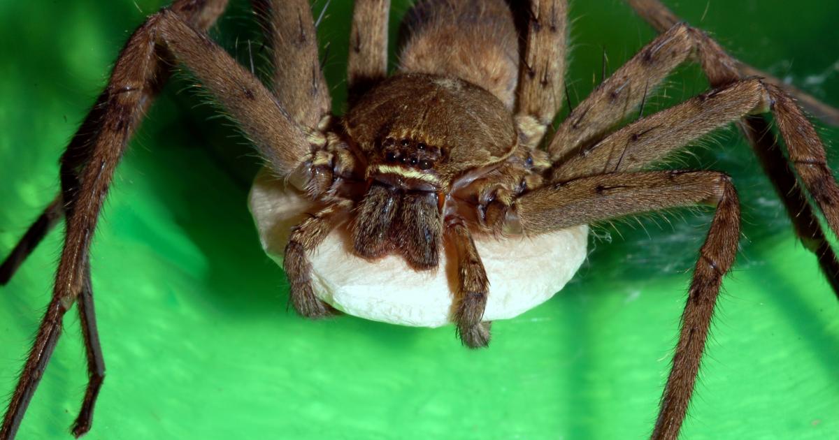 Elle était dans un carton de bananes: une araignée des Antilles