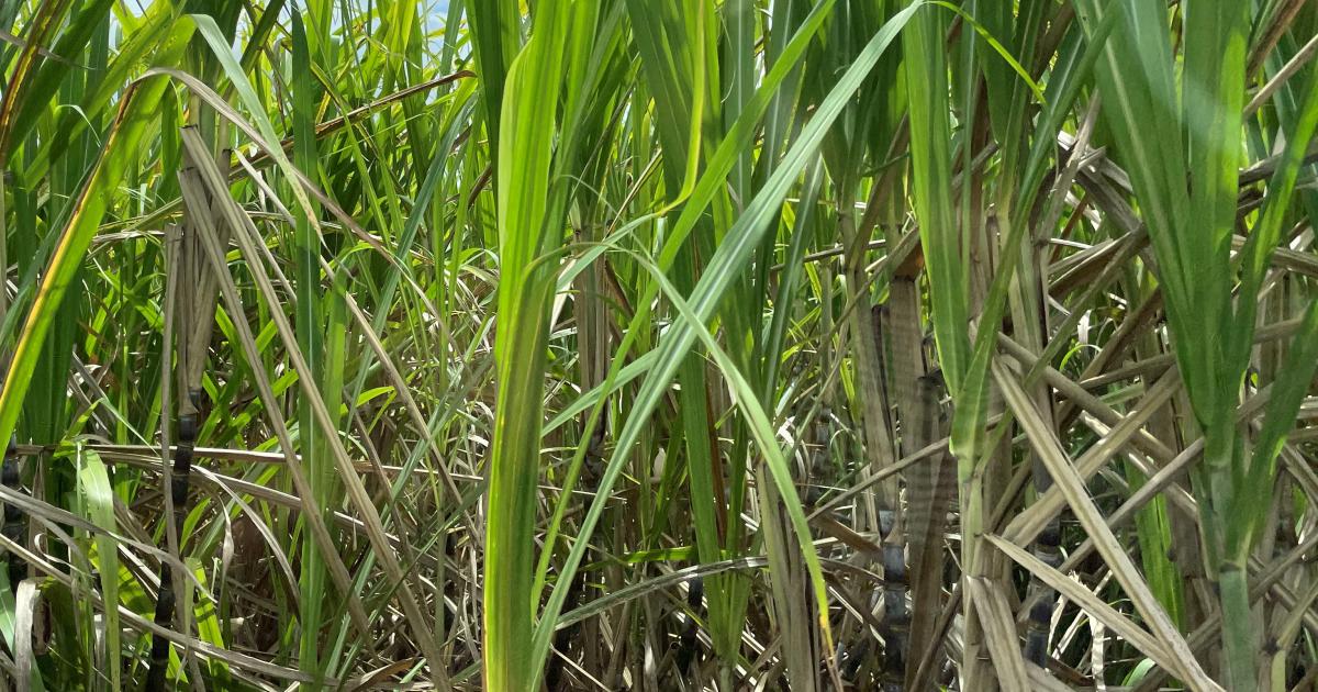     Lancement de la campagne sucrière imminent à Marie-Galante

