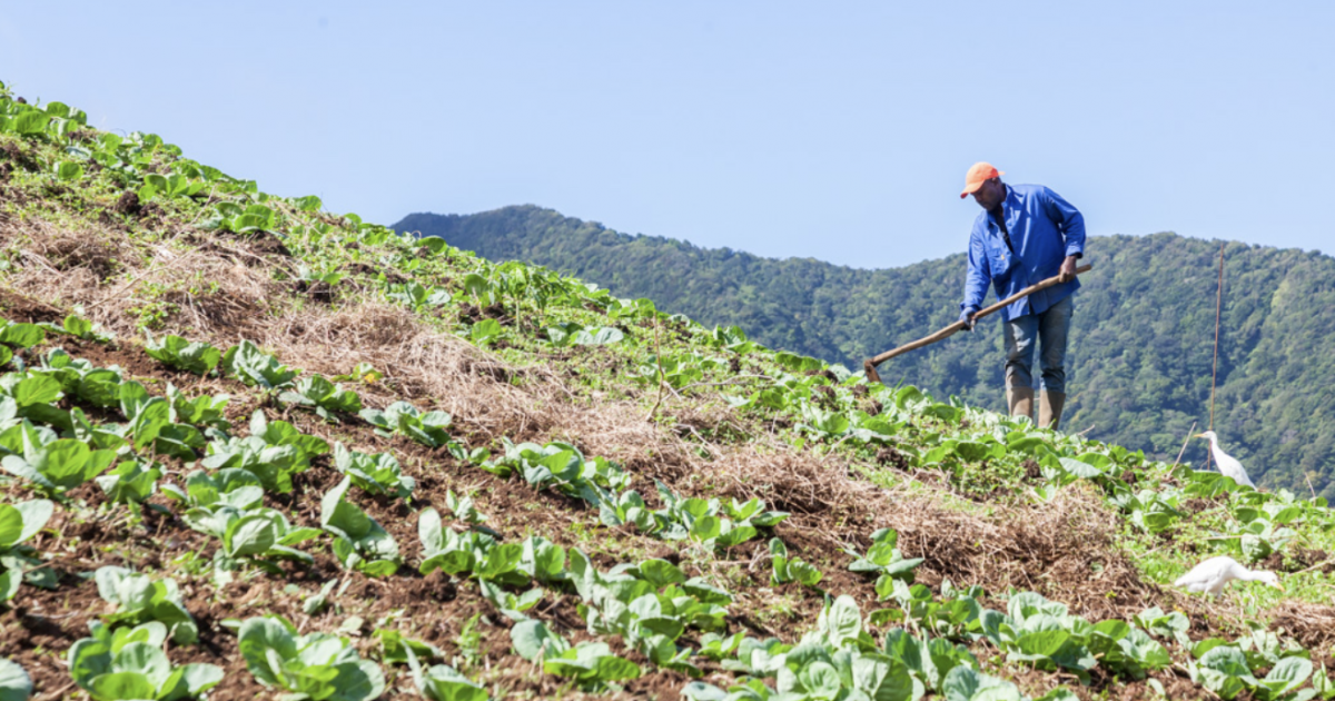     « Moso Tè La » : des fruits et légumes de Guadeloupe tracés et contrôlés à prix accessibles

