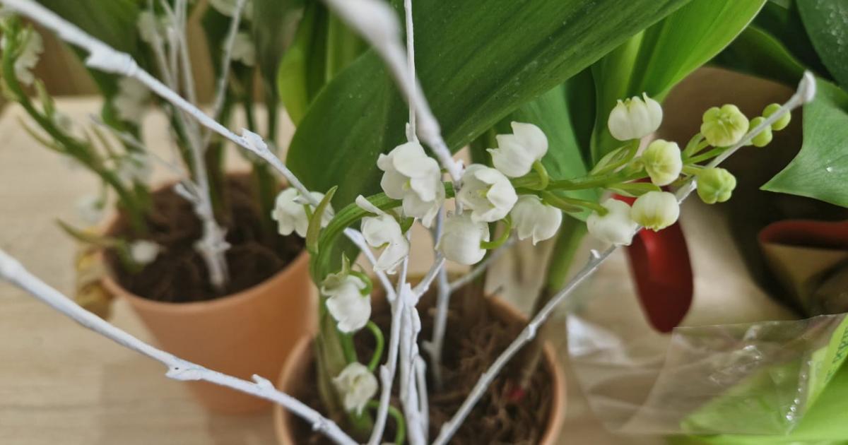     Le muguet, une tradition toujours d’actualité ?

