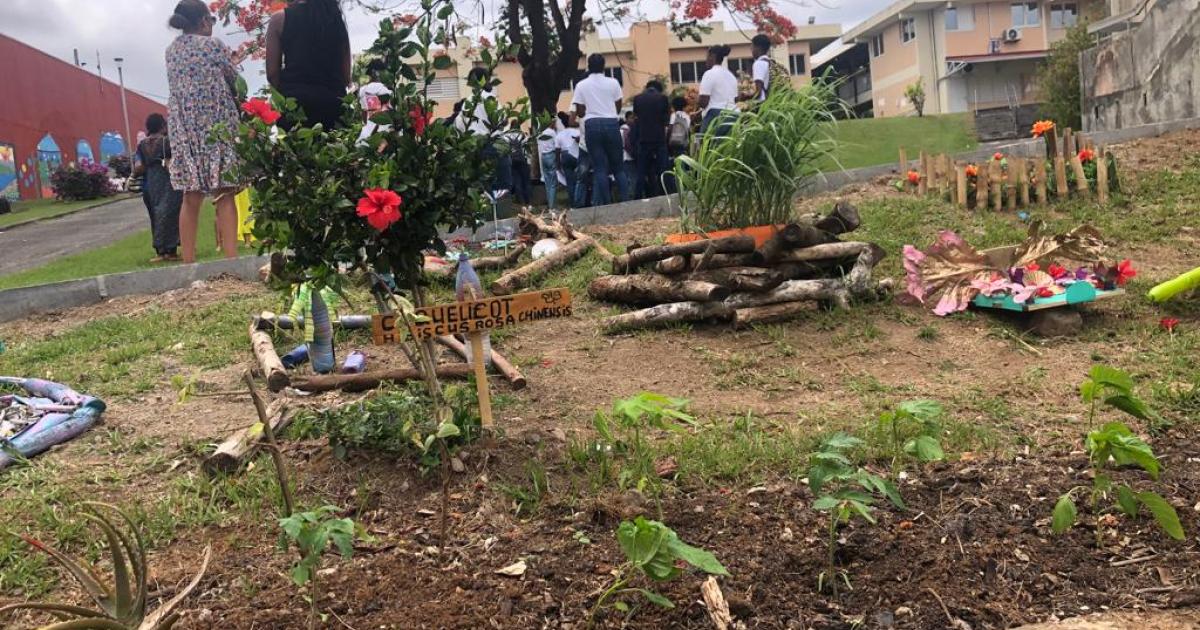     À Fort-de-France, les collégiens de Perrinon créent leur « jardin réel et leur jardin rêvé »

