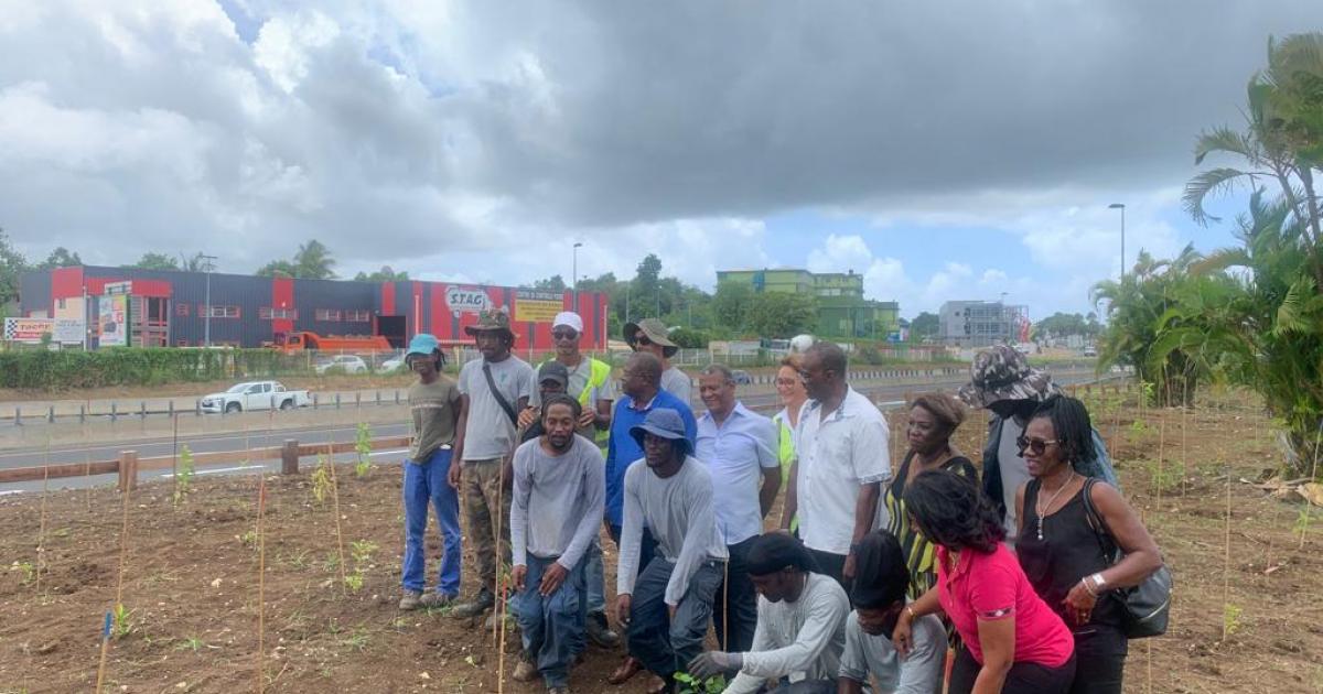     Reboiser pour changer le paysage des bords de route en Guadeloupe 

