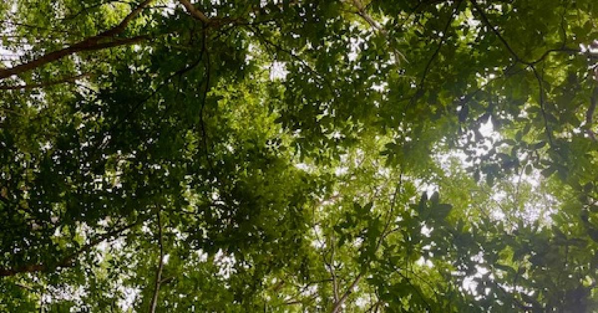     [CES LIEUX CACHÉS 2/5] Le sentier botanique de Deville-Maisoncelle

