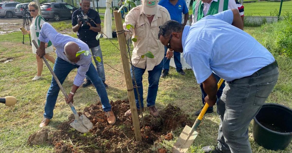     Des arbres plantés pour sauvegarder la construction tradionnelle de la yole

