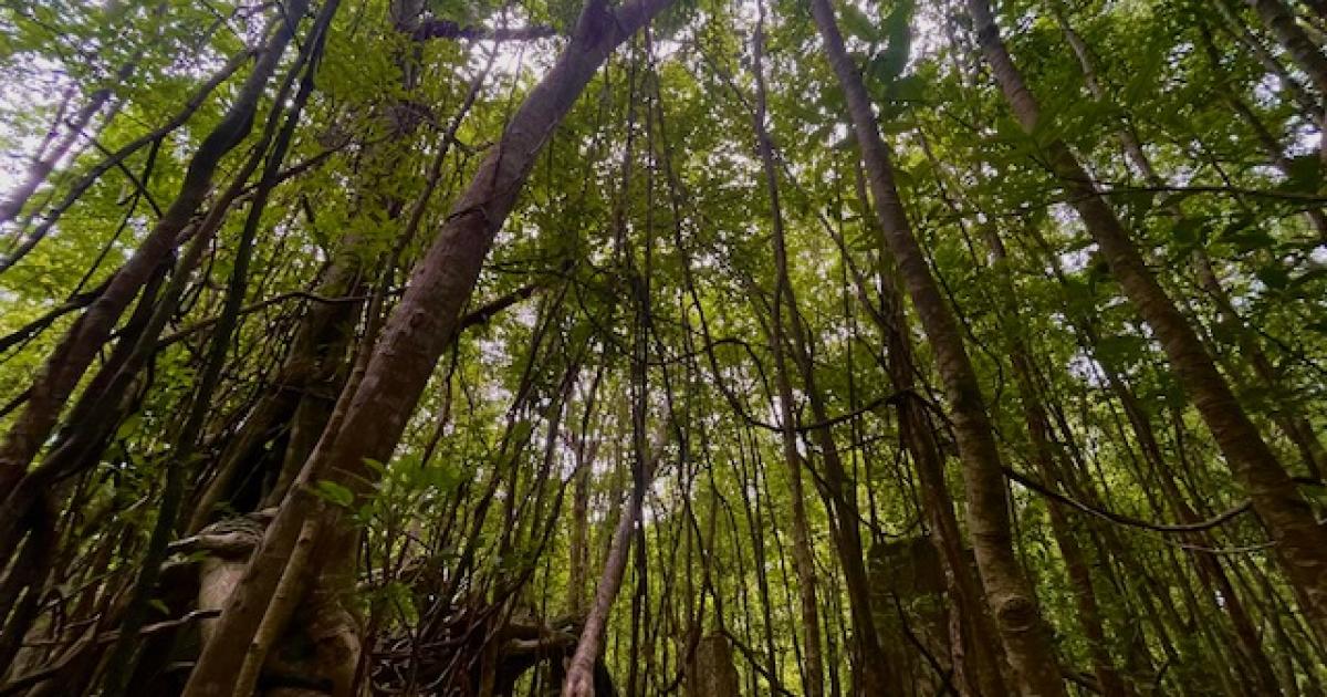     [CES LIEUX CACHÉS 1/5] Les vestiges de l'Habitation Deville à Petit-Canal

