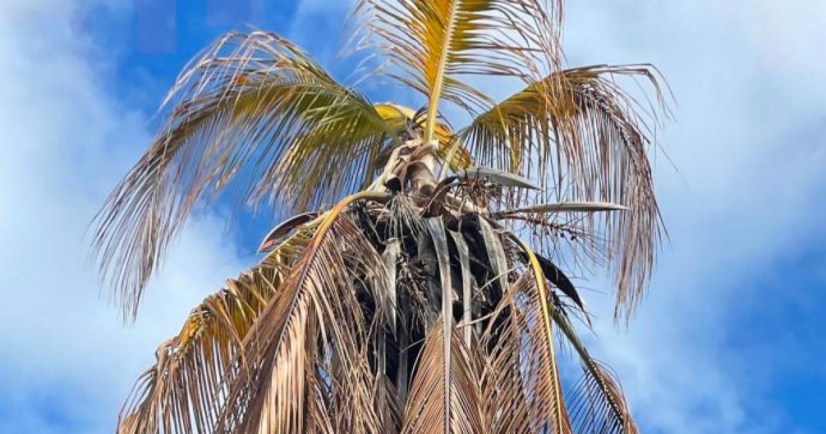     « Plantes en danger » : préservation de la santé des plantes

