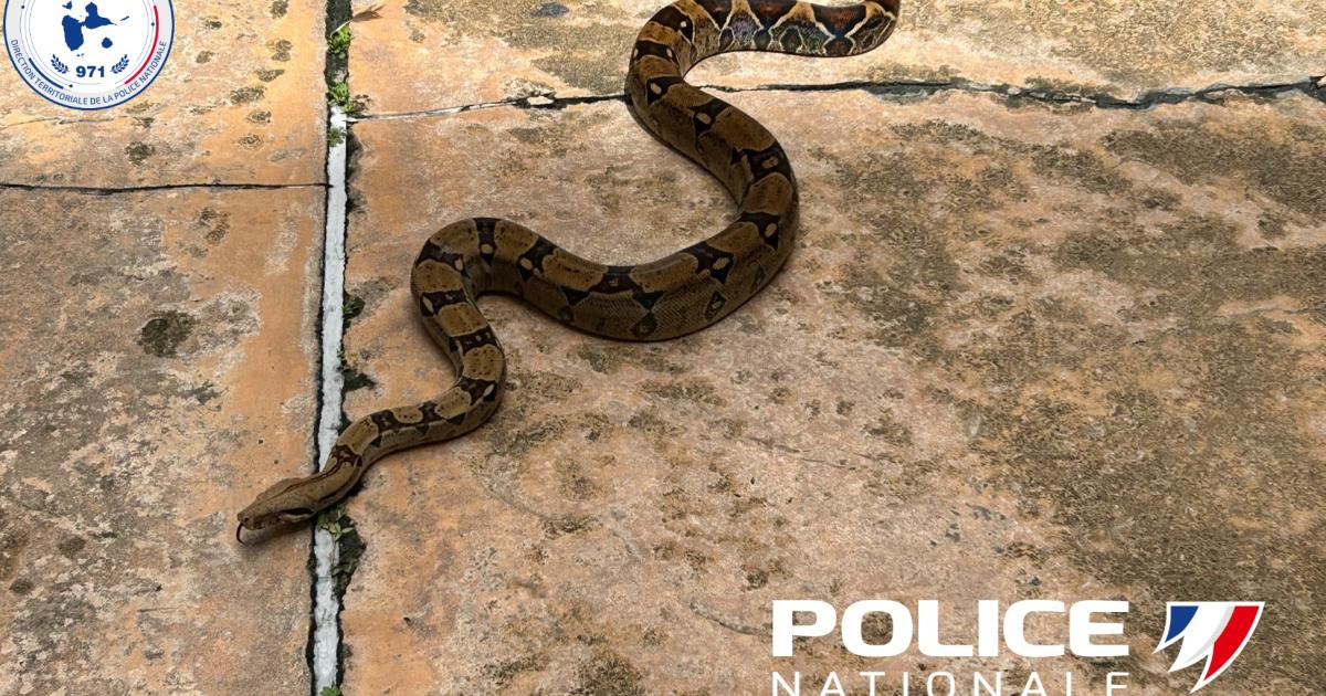     Un boa constrictor détenu illégalement saisi par la police aux Abymes

