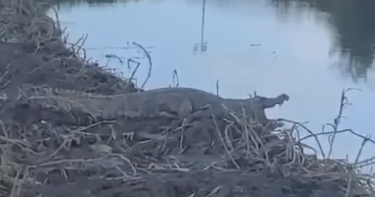     [VIDEO] De sortie ce lundi, « Georges », le crocodile, attire à nouveau la foule 

