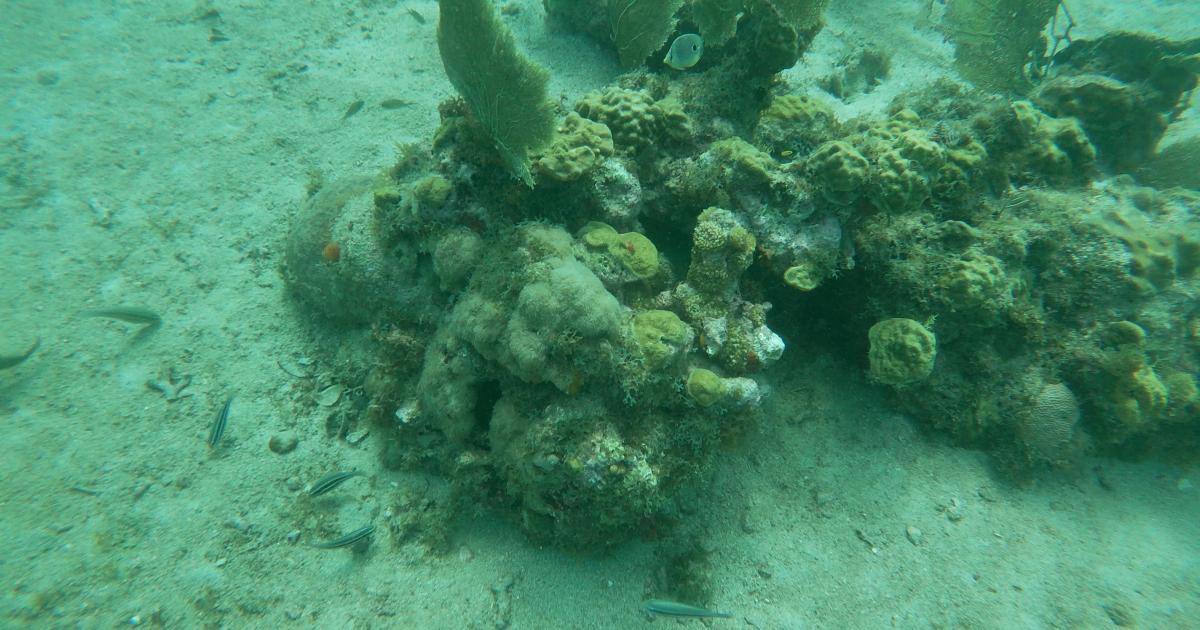     77% du corail menacé dans le monde : « nous pouvons déjà faire des choses » en Guadeloupe

