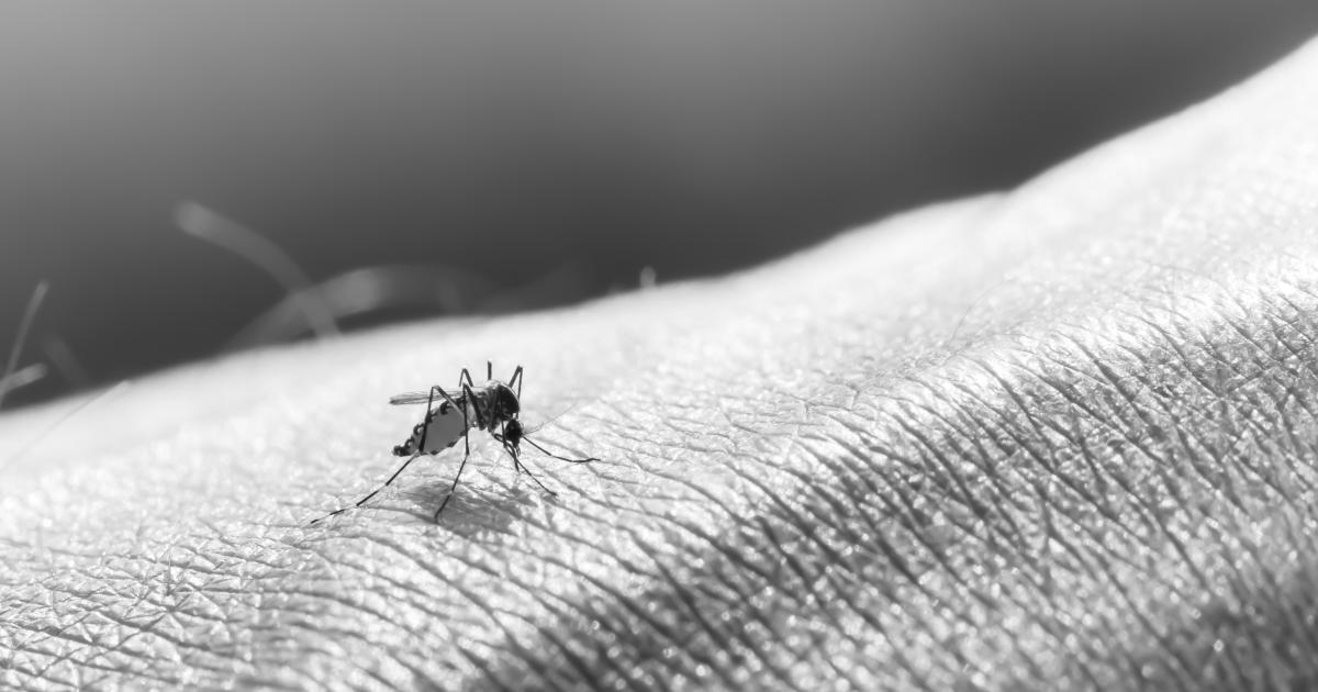     Épidémie de dengue : une première décroissance observée

