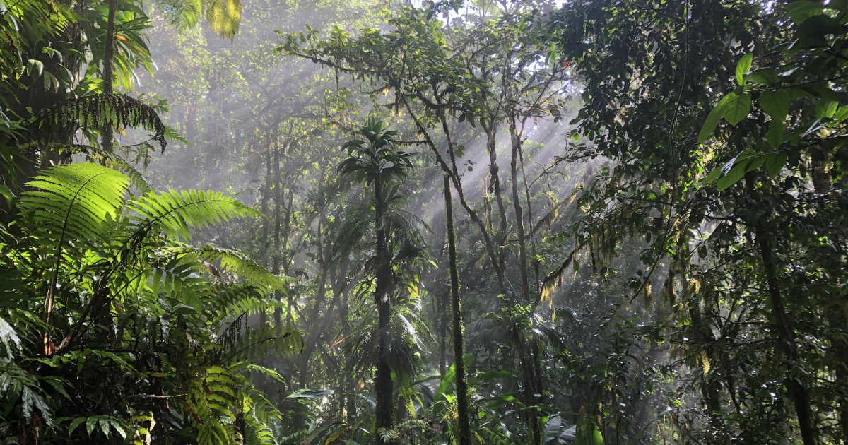     Pelée et Pitons du Nord à l’Unesco [4/5] : 30 espèces de flore endémiques 

