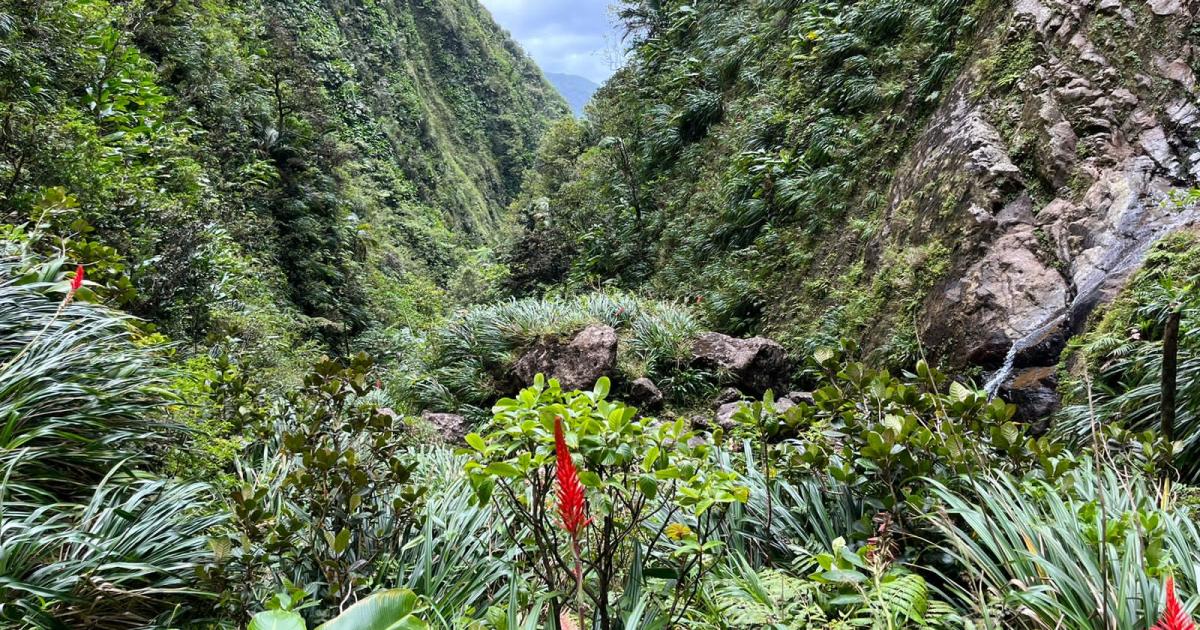     Pelée et Pitons du Nord à l’Unesco [1/5] : des forêts jamais visitées par l’Homme ! 

