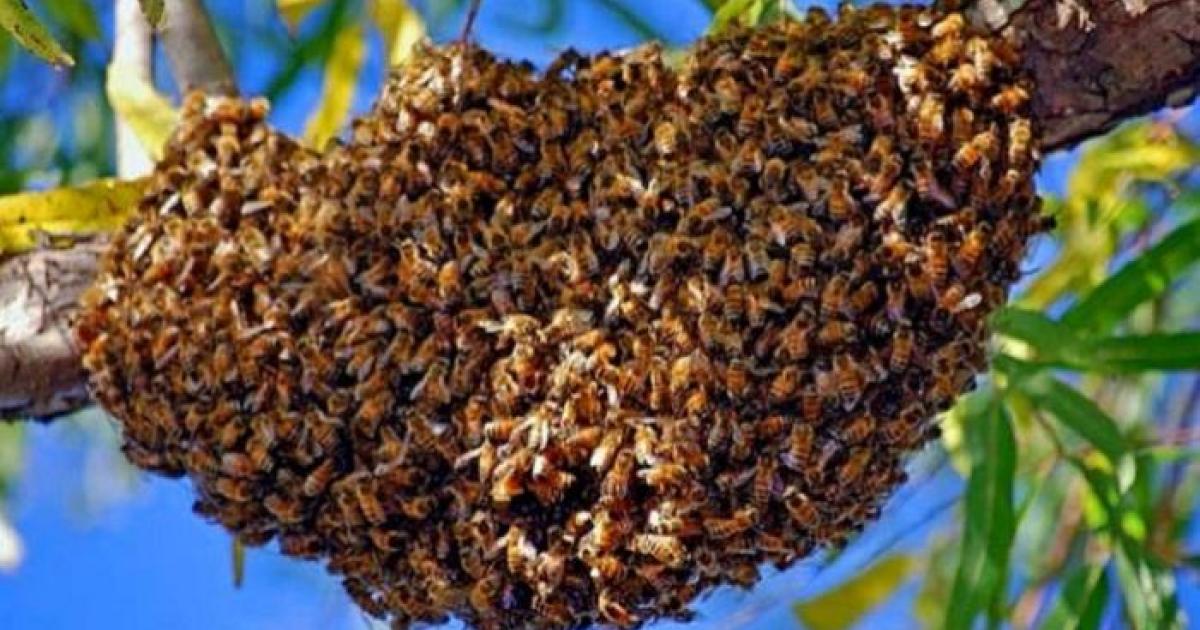     Un homme attaqué par plusieurs essaims d’abeilles à Sainte-Rose

