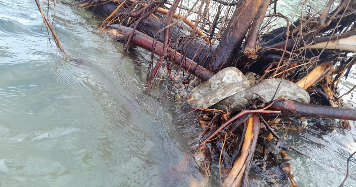     Insolite : les pompiers délogent un boa sur une plage de Capesterre-Belle-Eau

