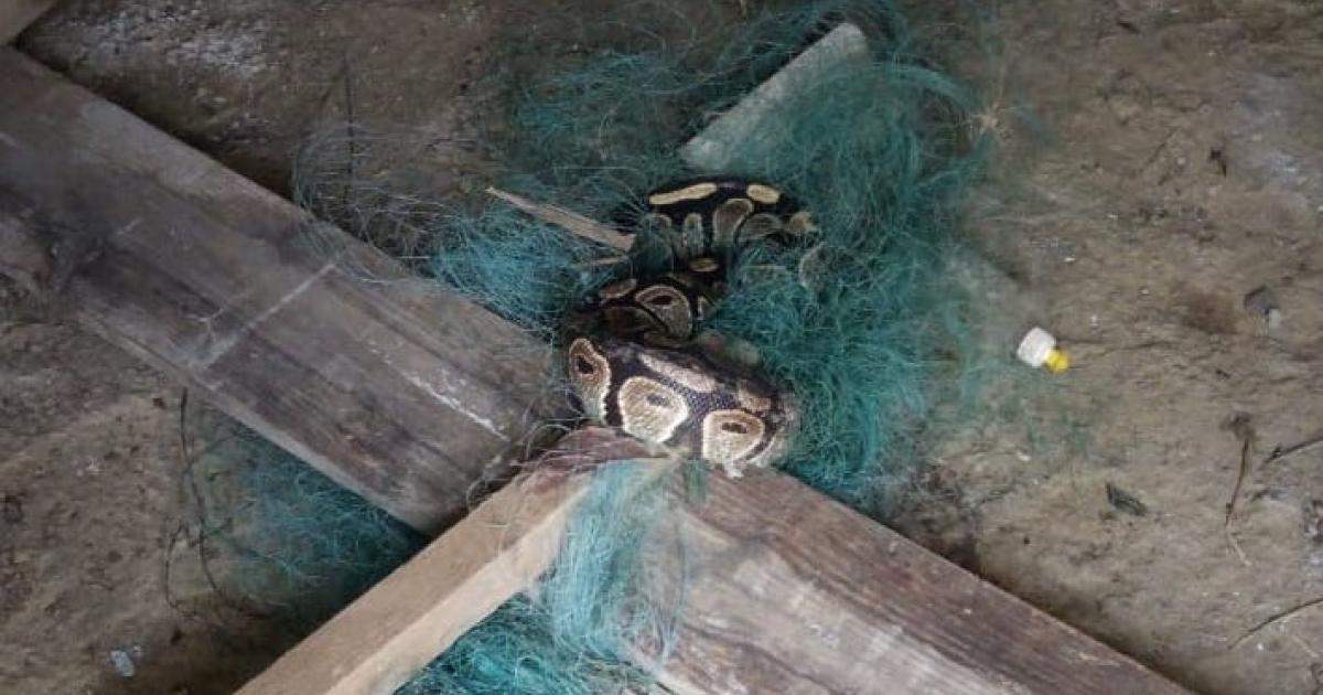     Après le Boa, un Python d’1,20 m récupéré à Sainte-Rose ! 

