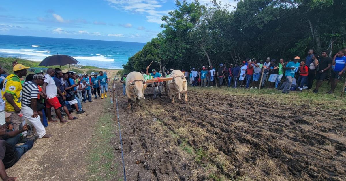     Clap de fin sur le festival des bœufs-tirants de la Guadeloupe

