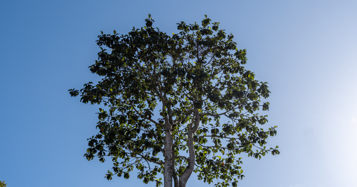     Le Mahogany, un arbre classé en danger : qu’en est-il chez nous ?

