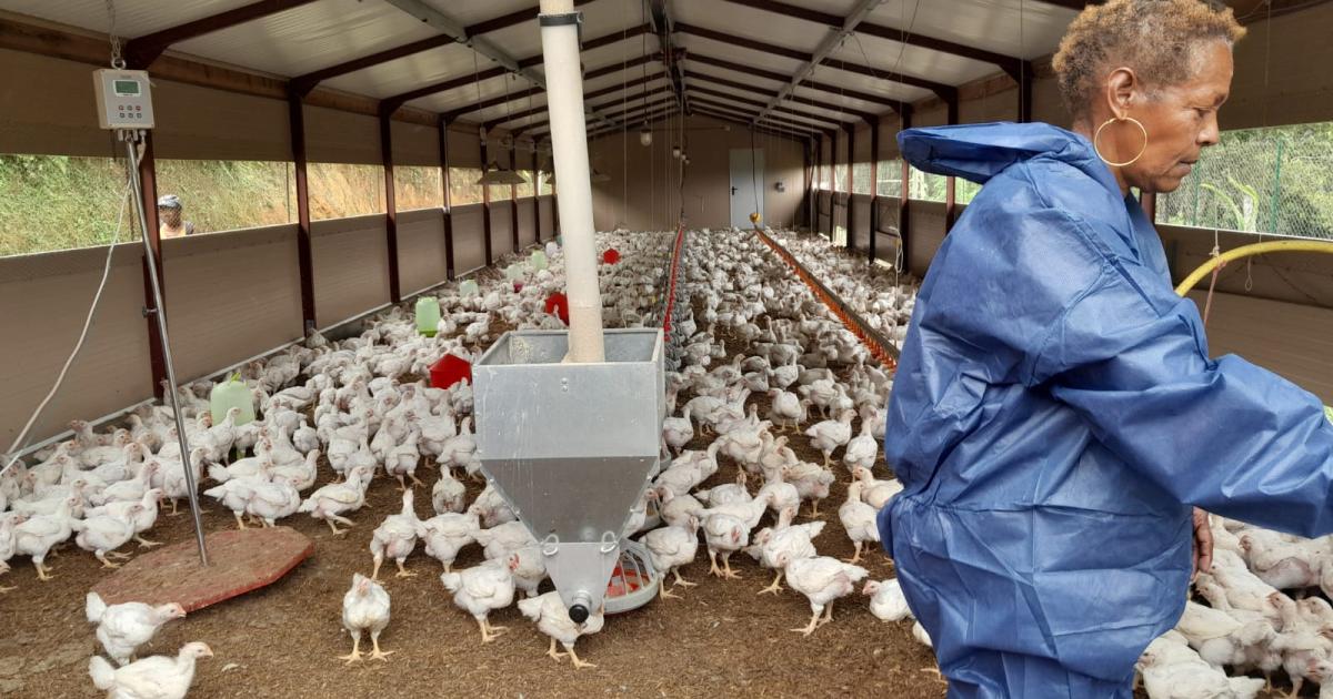     A la découverte du poulet bô kay élevé en Martinique

