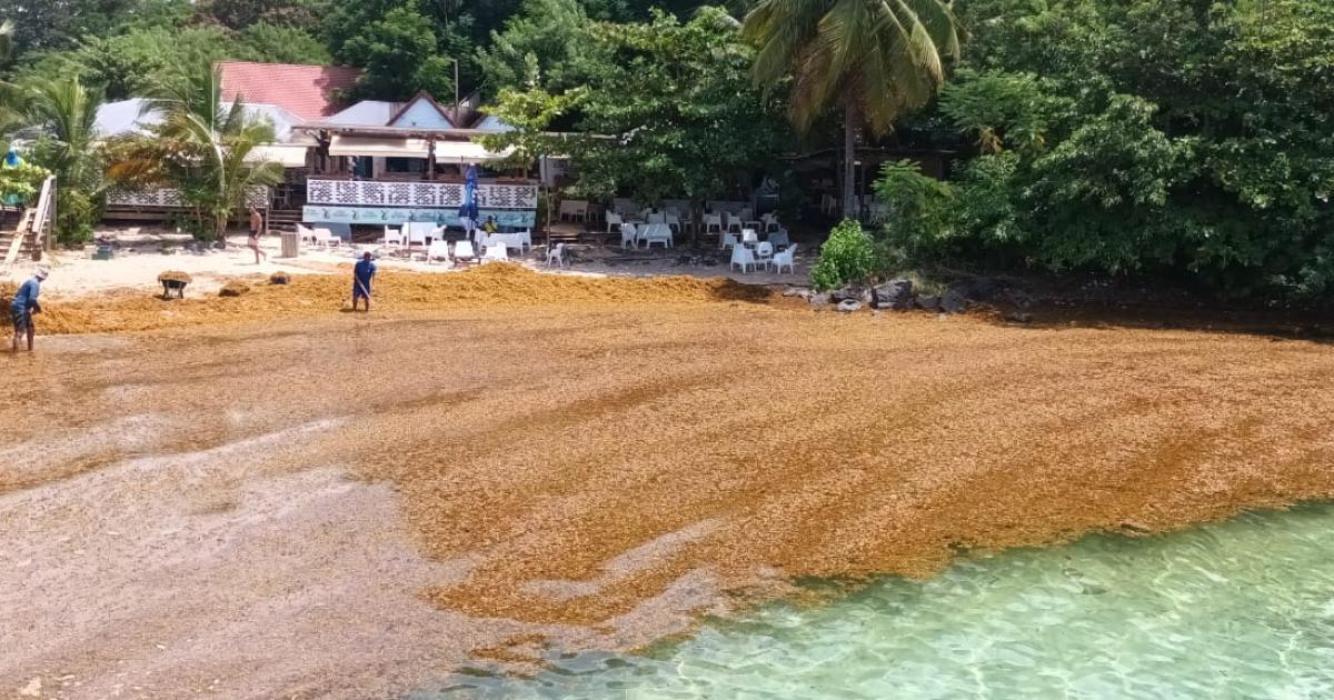     Une action collective lancée pour indemniser les victimes des sargasses

