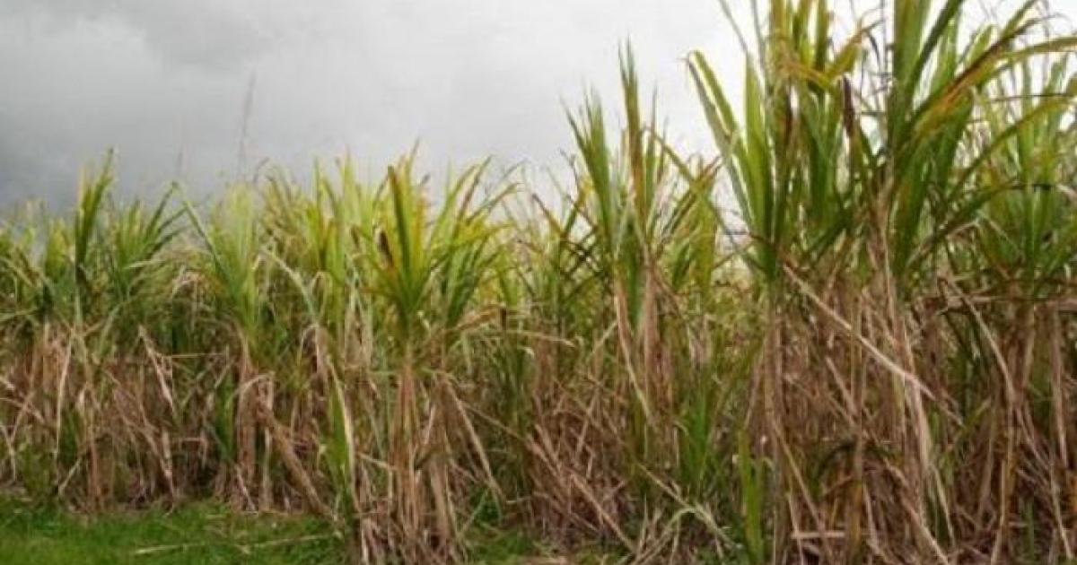     Campagne sucrière : les opérations de coupe à l’arrêt en Grande-Terre

