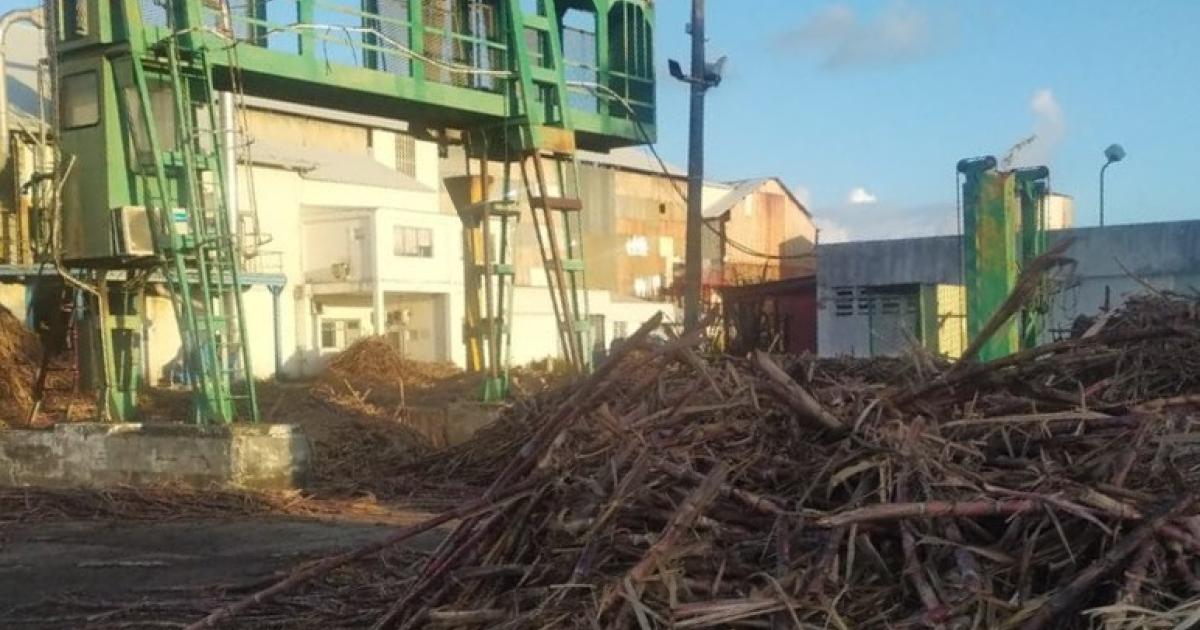     Campagne sucrière à Marie-Galante : l’usine de Grande-Anse s'apprête à lancer les opérations

