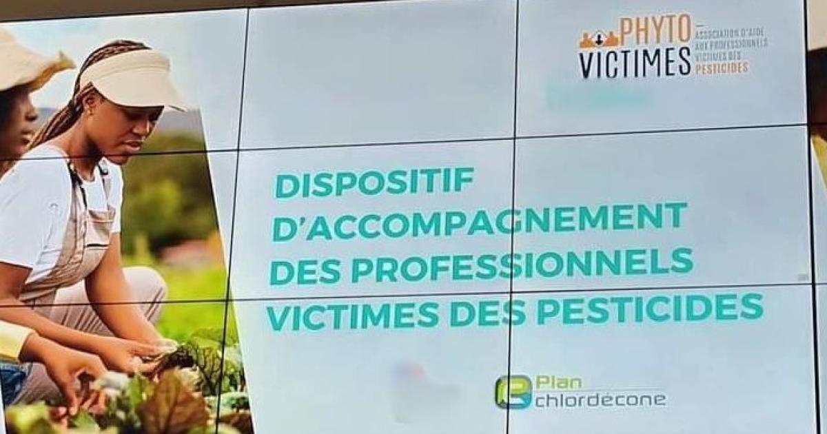     Chlordécone : l'association Phyto victimes et l'Etat répondent au collectif des ouvriers agricoles

