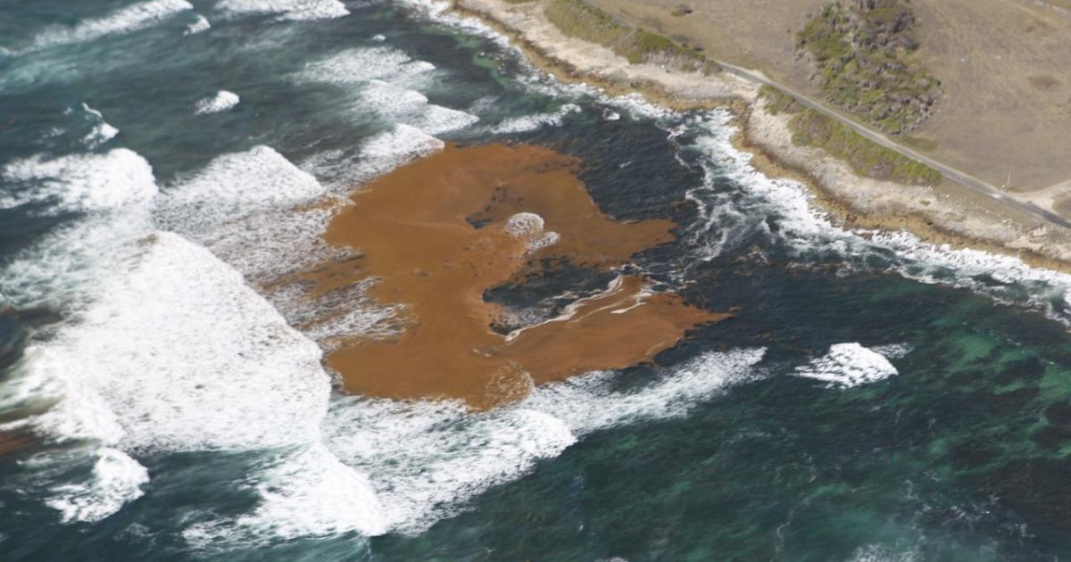     Sargasses : Capesterre-de-Marie-Galante et Arnouville en préalerte

