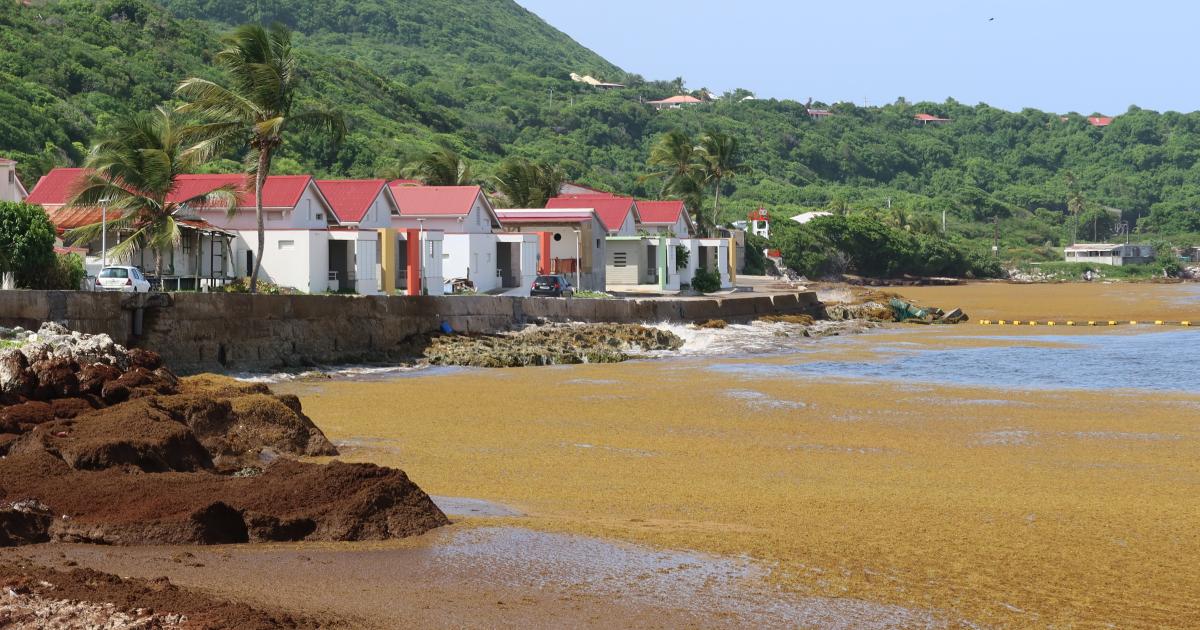     Sargasses : 3 communes ont dépassé le seuil de préalerte

