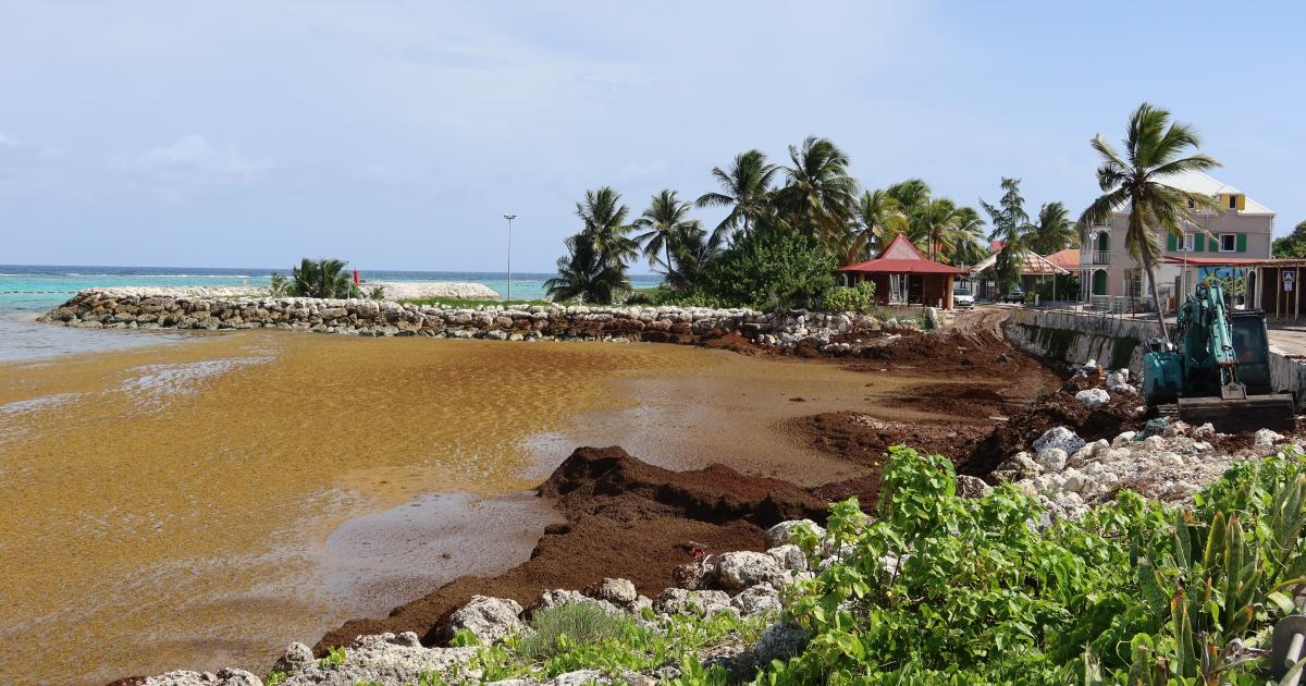     Sargasses à Capesterre-de-Marie-Galante : 2,8 millions d’euros dépensés

