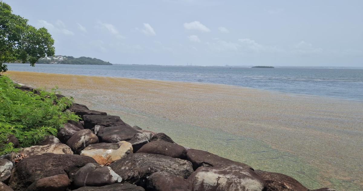     La chaleur des eaux océaniques augmente le risque d'échouages de sargasses

