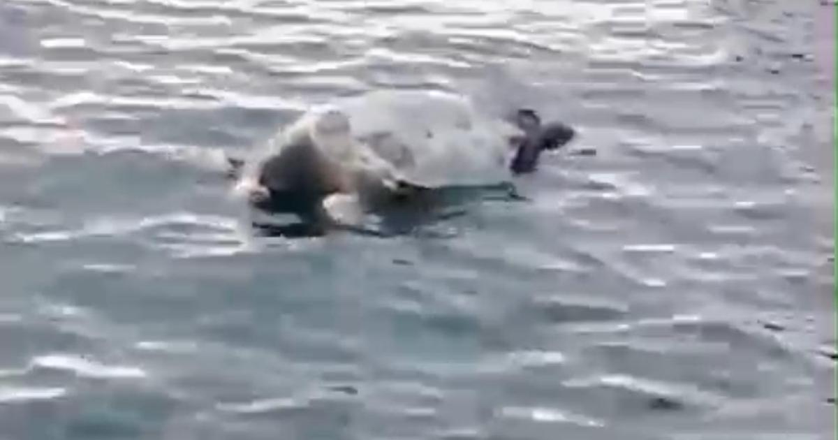     Une tortue inerte signalée à la Datcha (Gosier)

