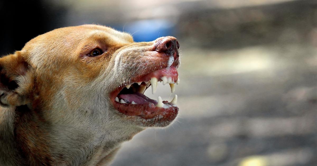     Sainte-Anne : un homme meurt des suites de graves blessures infligées par des chiens

