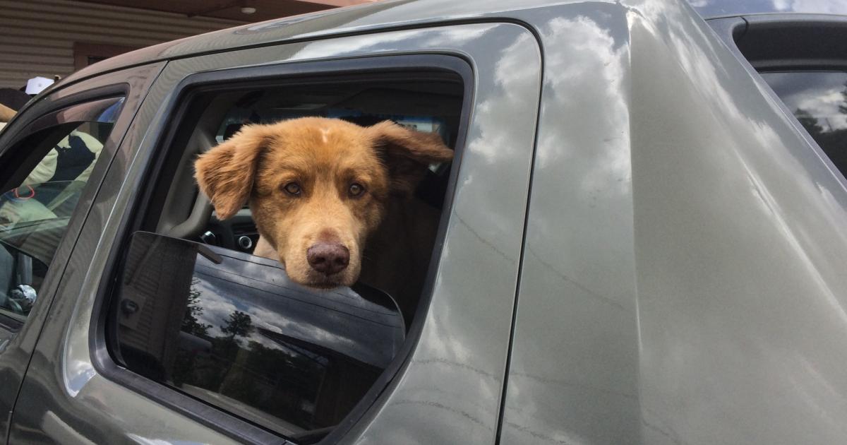     Vols de chiens de race en recrudescence en Guadeloupe 

