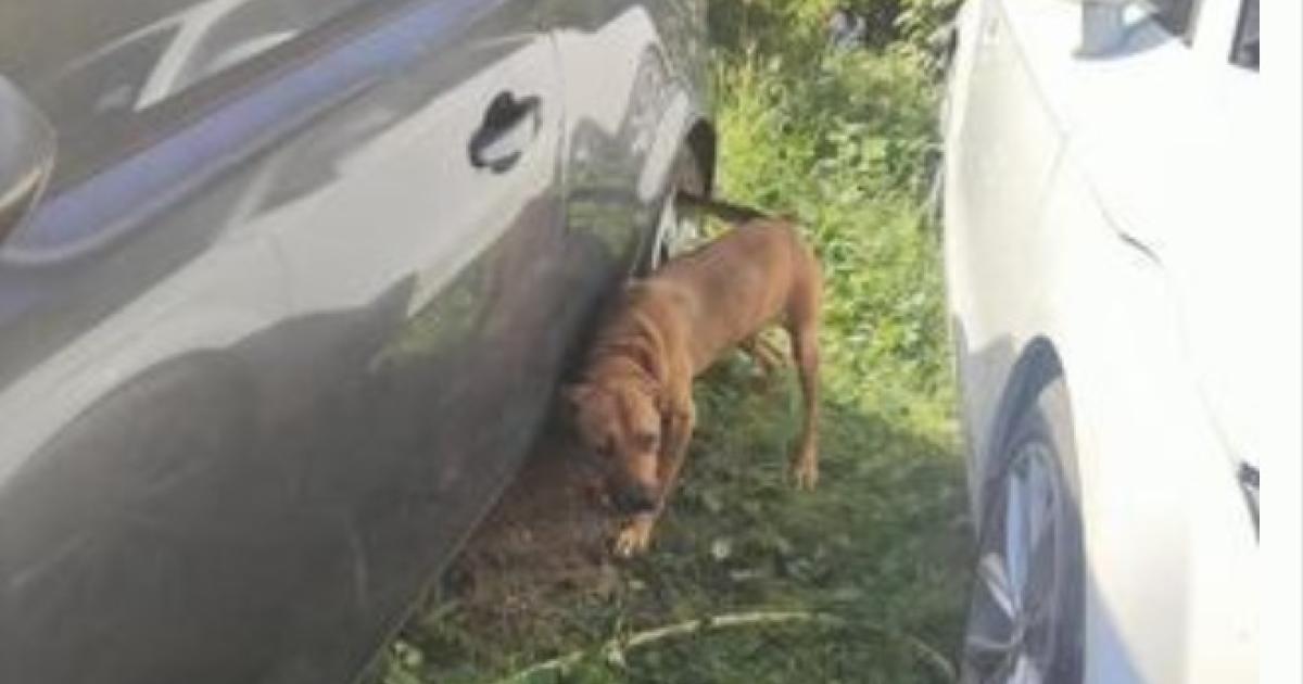     Une chienne maltraitée sauvée par les gendarmes 

