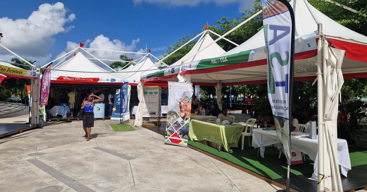     [VIDEO] Clap de fin pour « Les Rendez-vous du Monde Économique » en Guadeloupe

