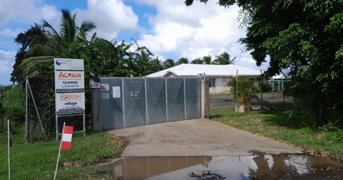     La SPA de Martinique dans la tourmente

