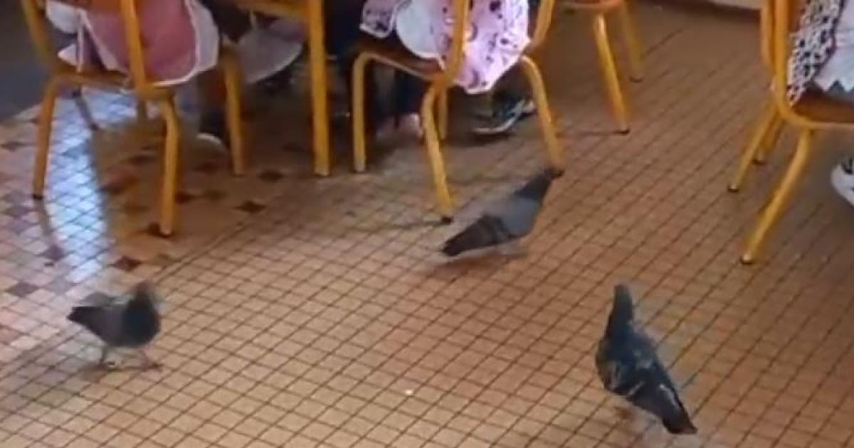     Des pigeons s’invitent aux déjeuners à la cantine de l’école Emile Nabetti à Fort-de-France

