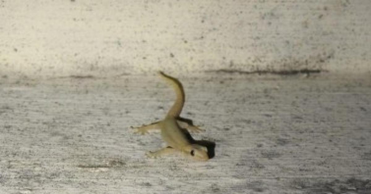     Le gecko nain, un envahisseur qui gagne du terrain en Guadeloupe

