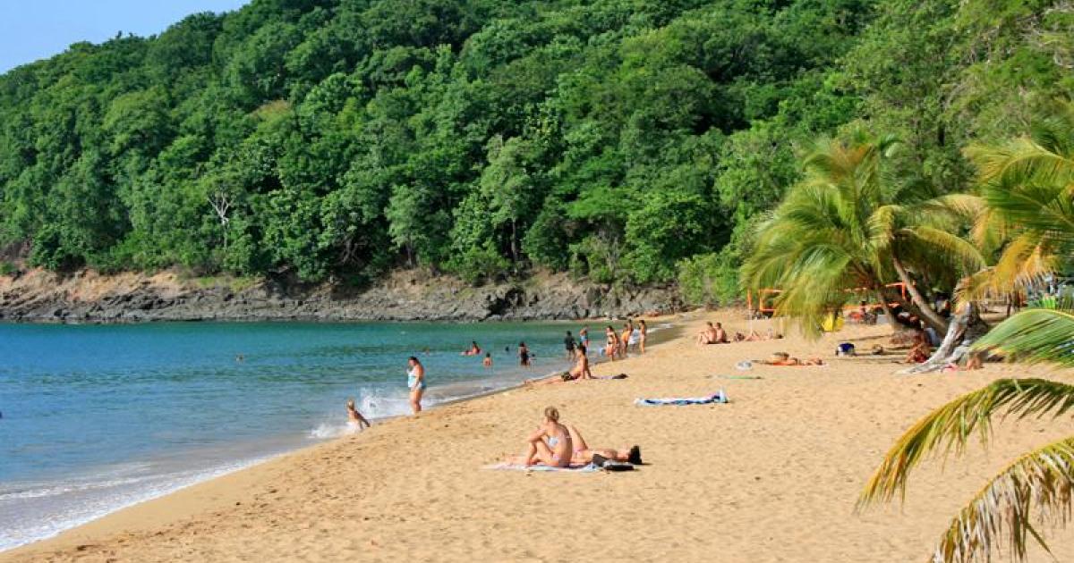     À la plage de la Perle Deshaies, les cocotiers accusés de favoriser l’érosion vont être enlevés

