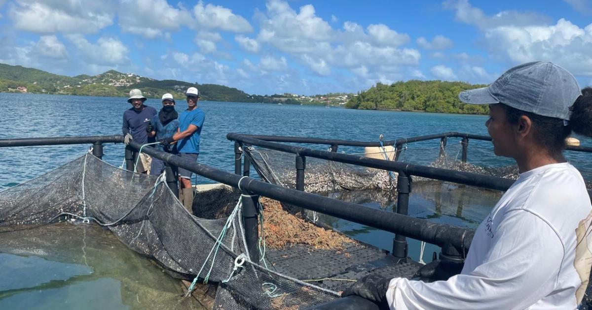     Près de 300 kilos de poissons volés en une nuit dans une ferme aquacole 

