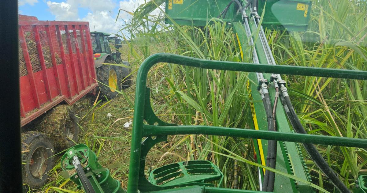     Les pluies diluviennes et les inondations ralentissent les récoltes en Martinique

